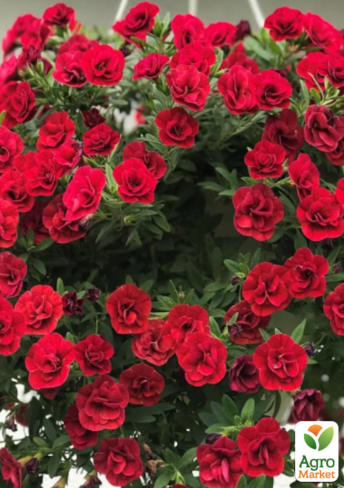 Пеларгония Королевская Aristo "Deep Red"  - фото 2