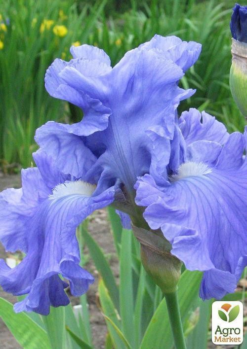 Ірис бородатий великоквітковий "Delta Blues" 1шт в упаковці - фото 3
