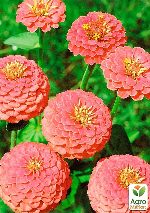 Цинния "Лососевая королева" ТМ "Весна" 100г