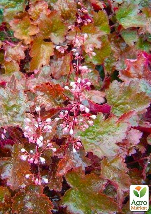 Гейхера (Heuchera) "Rachel" 1шт