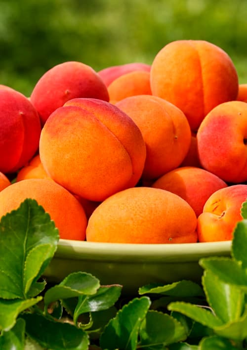 Эксклюзив! Абрикос "Бергаруж" (Bergarouge) (крупноплодный, средний срок созревания) - фото 6