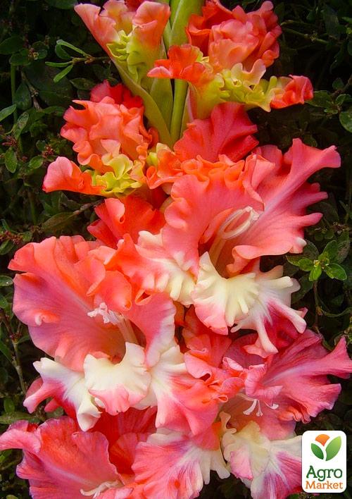 Гладіолус "Frizzled Coral Lace" 3шт