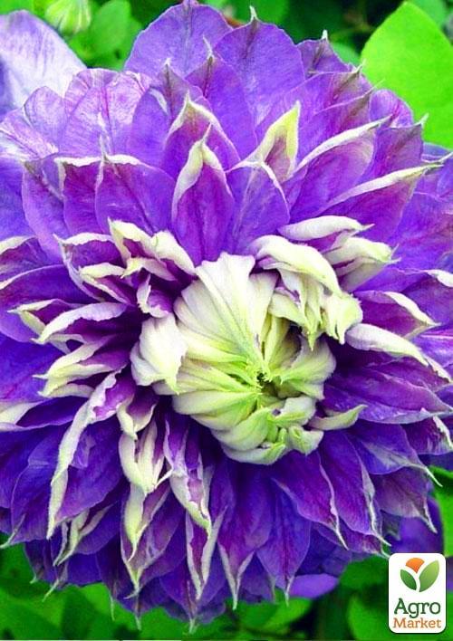 Клематис "Blue Light" - фото 9