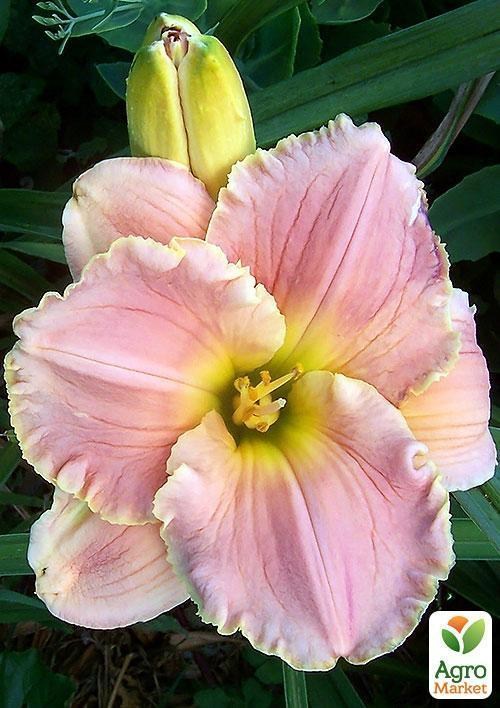 Лилейник "Allegheny Sunset" 1шт в упаковке