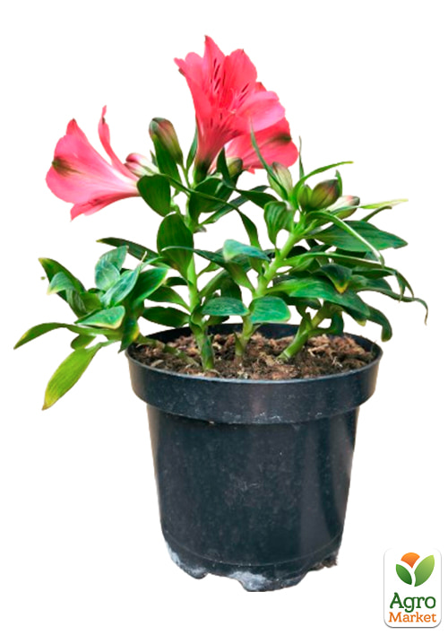 Альстромерия inticancha "Valletta" (выращено in-vitro) С1,5 - фото 5