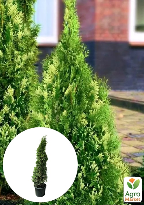 Туя западная "Smaragd Variegata" (ком/сетка) высота 140-160 см