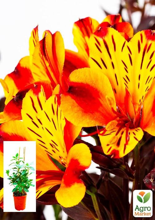 Альстромерия (перуанская лилия) "Indian Summer" С2 высота 30-60см