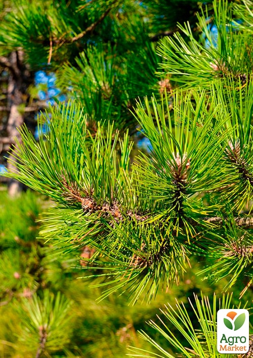 Сосна Орегонская (Рinus ponderosa) С10, высота 100-130см - фото 2