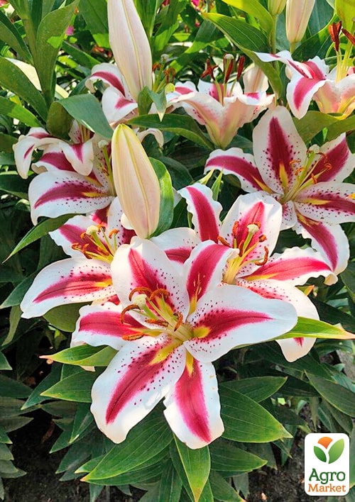 Лилия "Big Smile" (Гигантский цветок) - фото 2