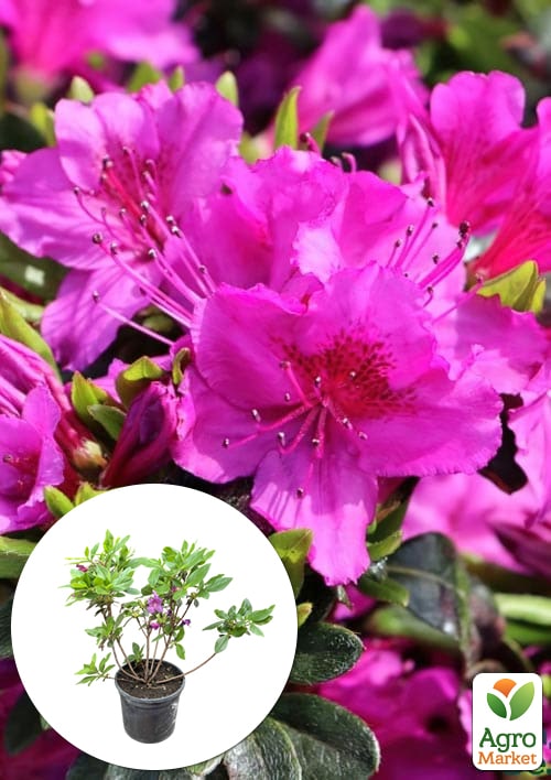 Рододендрон гибридный "Konigstein" C1, высота 25-50см