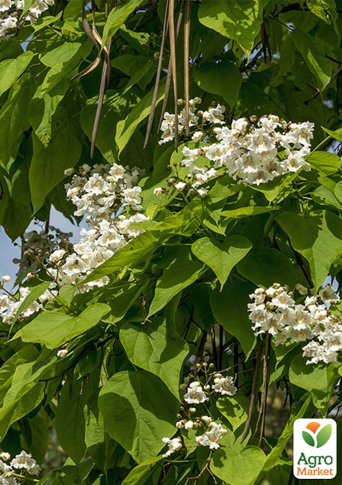 Катальпа 3-річна бігнонієподібна (Catalpa bignonioides), С3 висота 60-80см - фото 2