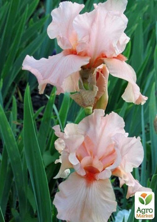 Ірис бородатий великоквітковий "Blushing Kiss" 1шт в упаковці