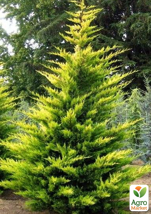 Купресосоціпаріс Лейланда "Castlewellan Gold" С2, висота 60-70см