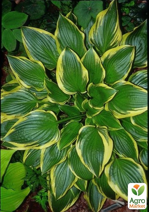 Хоста "Don Stevens" 