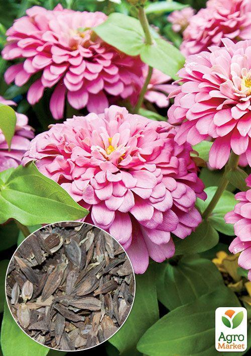 На вагу Цинія "Ельдорадо" ТМ "Весна" ціна за 4г