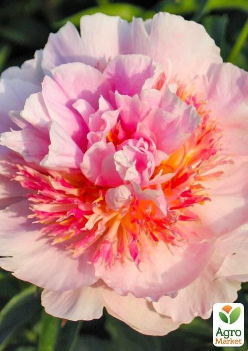 Пион травянистый "Жемчужная россыпь" 1шт в упаковке - фото 2