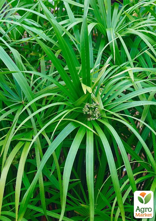 LMTD Пальма Парасолька "Cyperus alternifolius" висота 60-70см - фото 6