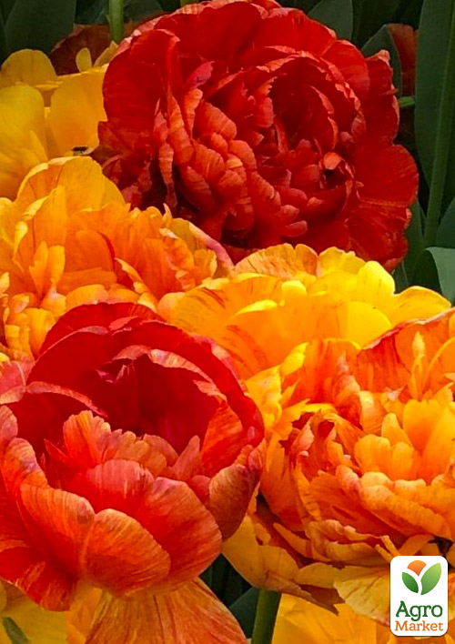 Тюльпан "Sunlover" 