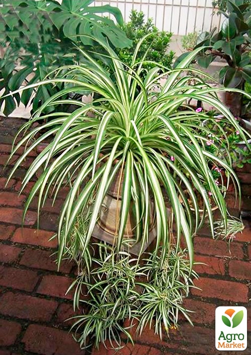 Хлорофитум Хохлатый