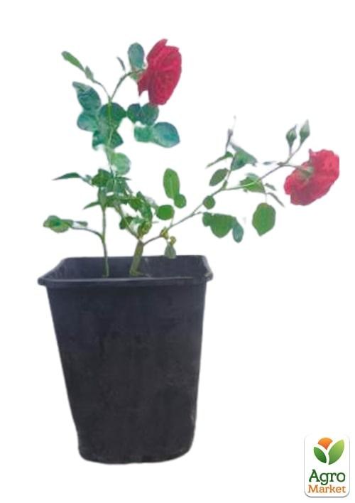 Роза в контейнере плетистая "Sympathie" (саженец класса АА+) - фото 3