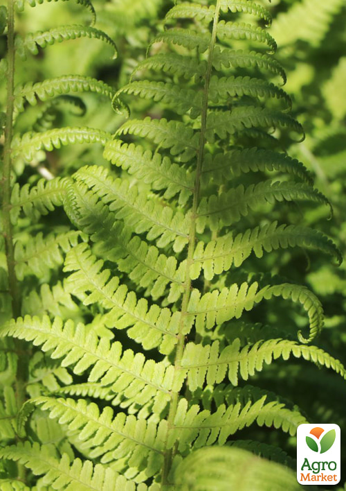 Щитник чоловічий (багаторічна папороть, кореневище) - фото 3