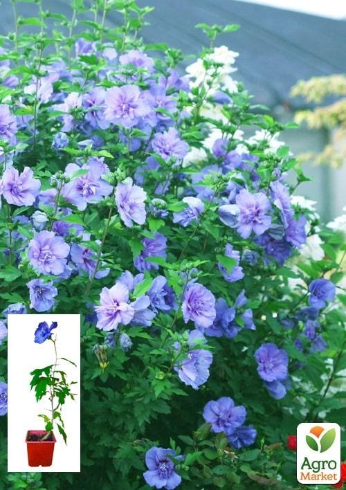 Гибискус сирийский "Blue Chiffon" С2, высота 20-40 см