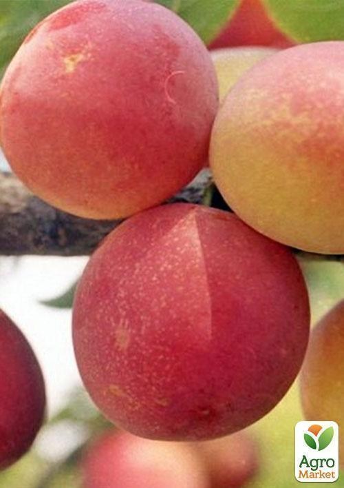 Слива "Персиковая" - фото 2