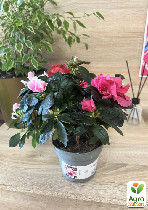 Рододендрон комнатный "Bicolor"  - фото 7