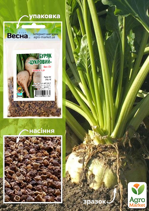 Буряк "Цукровий" (Зипер) ТМ "Весна" 10г