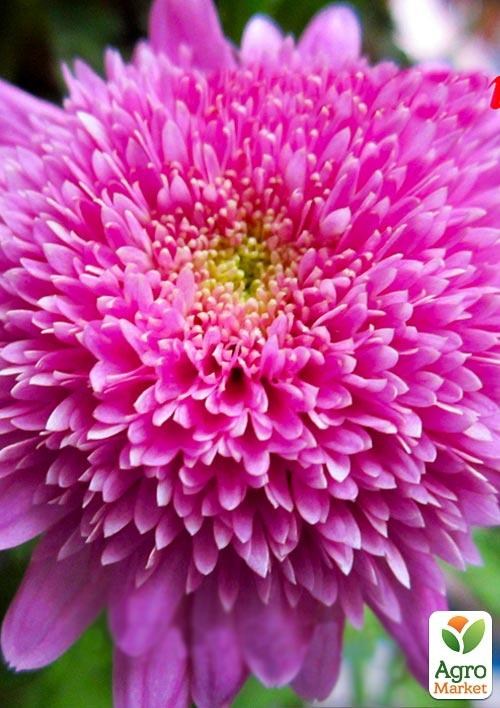 Хризантема мультифлора куляста "Флорінс" (вкоріненого живця висота 5-10 см)