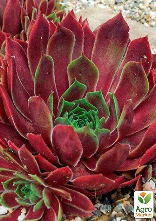 Молодило гибридное "Lipari" - фото 2