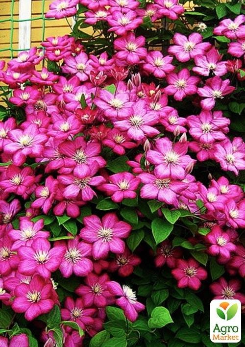 Clematis 3 years old "Ville de Lyon" С2 - фото 6