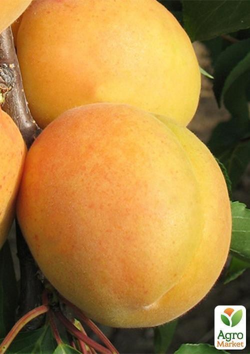 Абрикос "Золотой Юбилей" (летний сорт, средний срок созревания) - фото 4