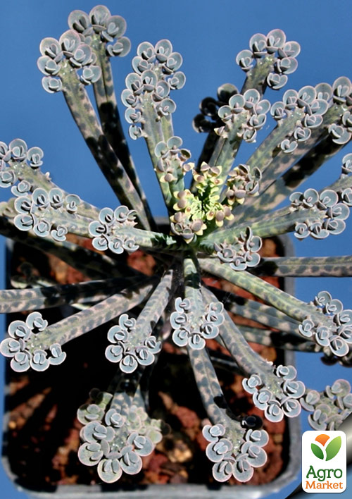 Каланхоэ Трубкоцветное - фото 6