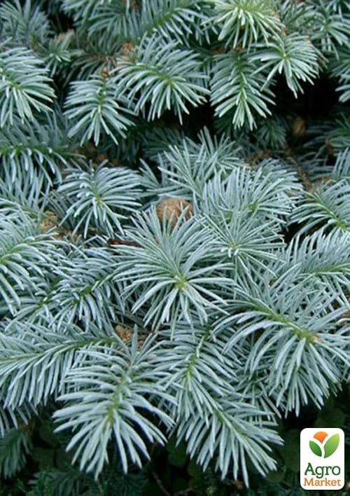 Ялина сиза "Kaibab" (від 100 до 125 см) - фото 4