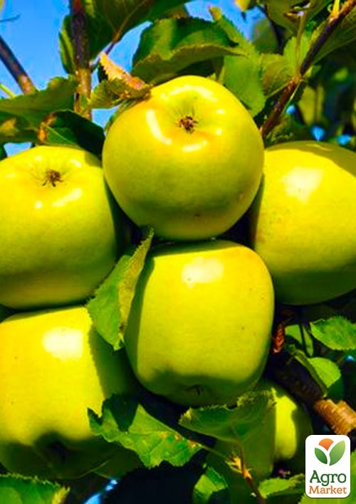 Яблоня "Мутсу" укорененная в контейнере (саженец 2 года) - фото 2