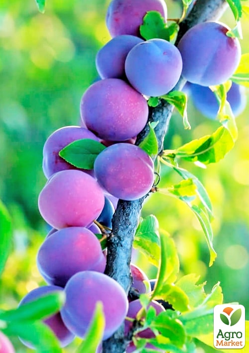 Слива "Валор" (осенний сорт, поздний срок созревания)