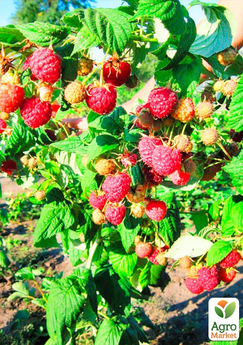 Малинове дерево "Богатир"  - фото 2