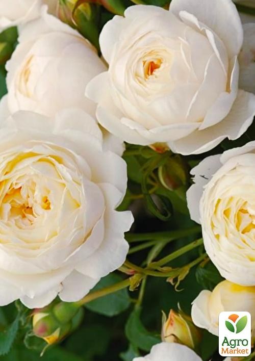 Роза в контейнере английская "Claire Austin" (саженец класса АА+) - фото 3