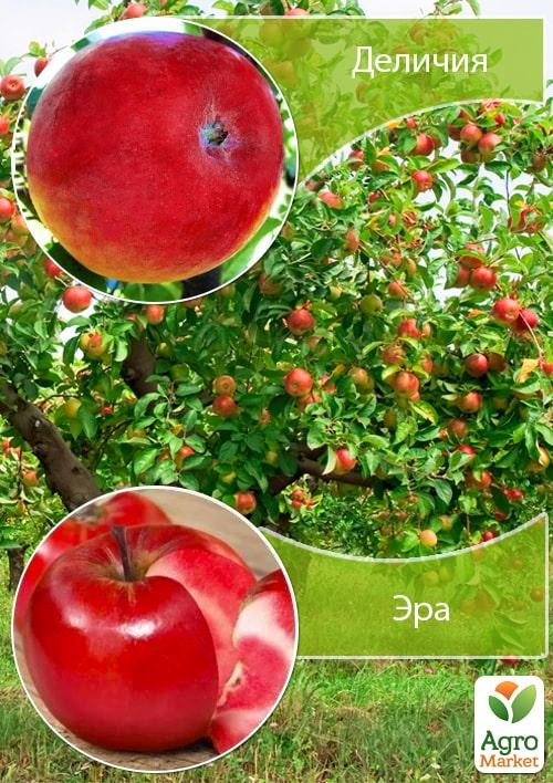 Дерево-сад Яблоня "Эра+Деличия"
