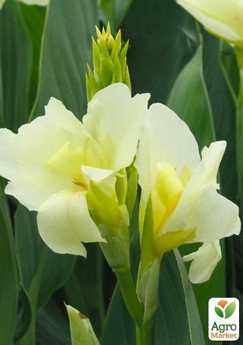 Канна Низкорослая "Puck"  - фото 2