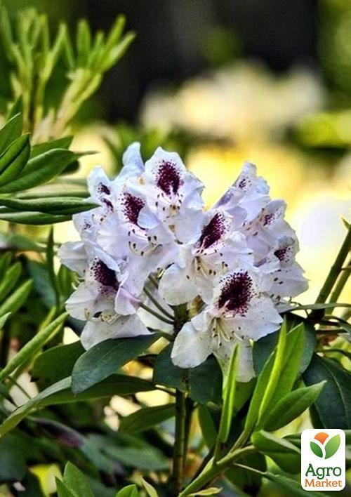 Рододендрон белый "Калсап" (Calsap) - фото 7