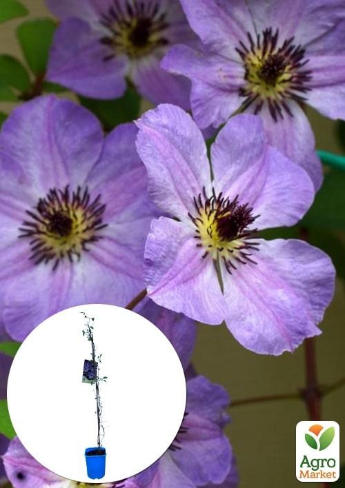 Клематис 3-х річний "Morning Sky" С2