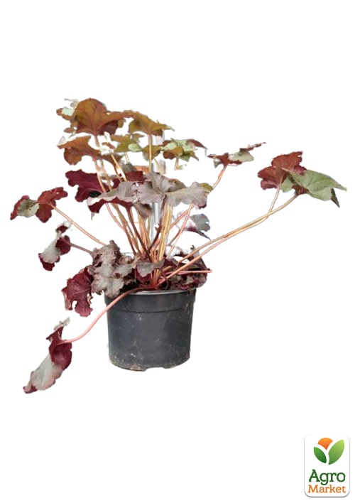 Гейхера (Heuchera) "Black Taffeta" С1 (высота 15-30см)