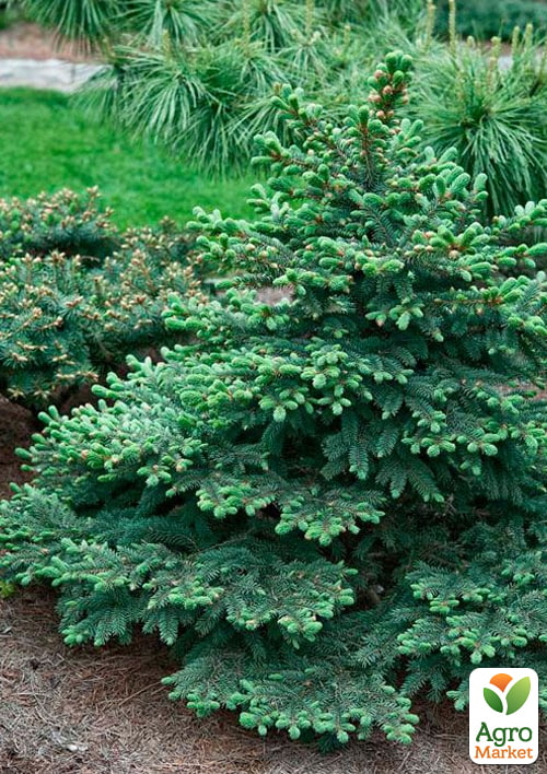 Ель колючая "Waldbrunn" С2, диаметр 15-20см - фото 3