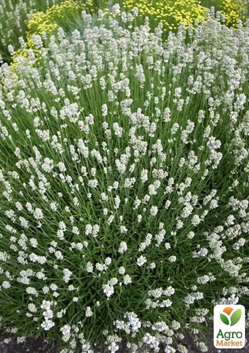 Лаванда узколистная белоснежная "Alba" (контейнер Р9) - фото 4