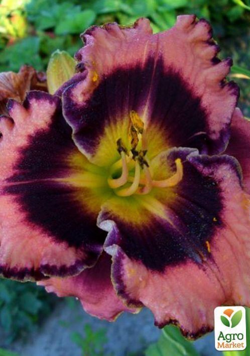 Лилейник "Rock Solid" 1шт в упаковке - фото 4