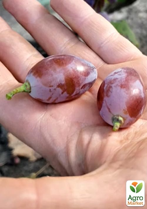 Виноград "Ейфорія" (великий, хрусткий, солодкий мускат) - фото 2