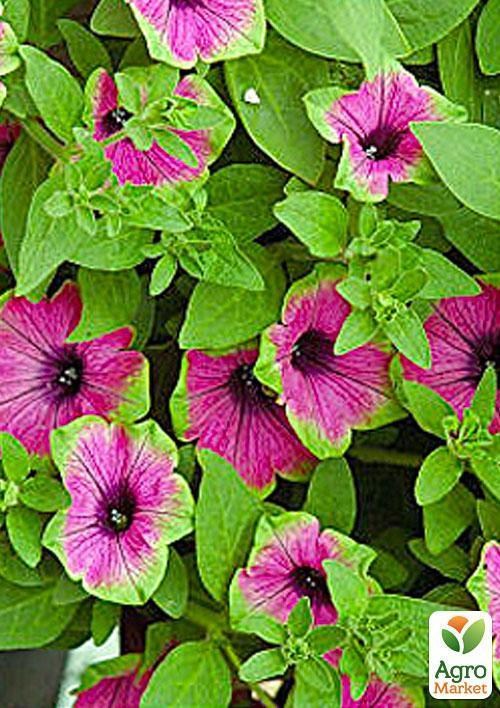 Сурфиния "Picasso Pink" (контейнер № 10, высота 10-15 см) - фото 2