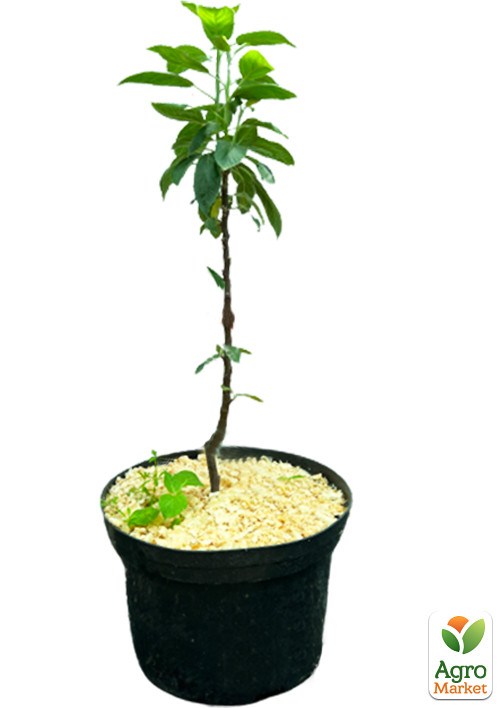 Яблоня колоновидная "Медок" укорененная в контейнере (саженец 2 года) - фото 3